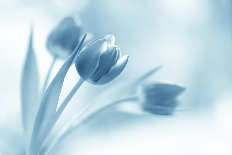 Tulip Flowers in Blue