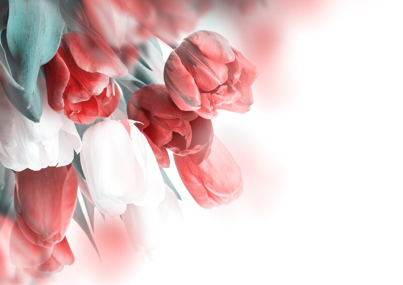Tulip Flowers in Bouquet — Red