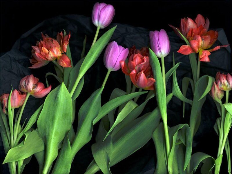 Tulip Flowers in Bouquet