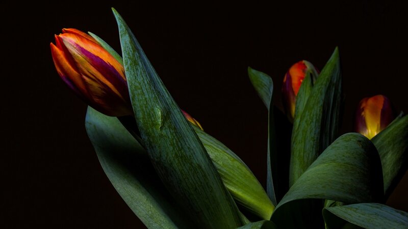 Tulip Flowers in Dark — Green