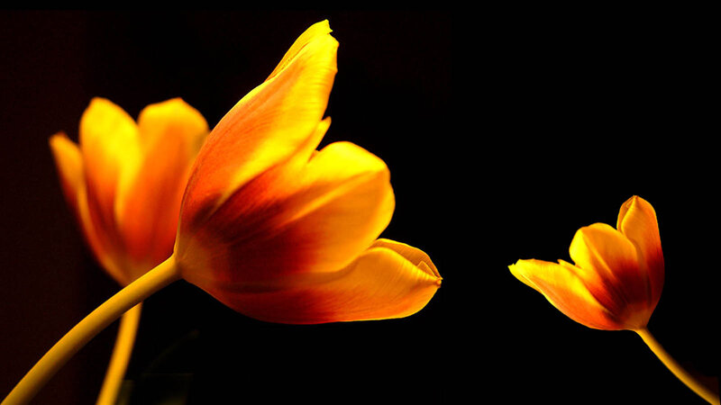 Tulip Flowers in Dark