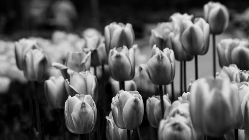 Tulip Flowers in Field — Black
