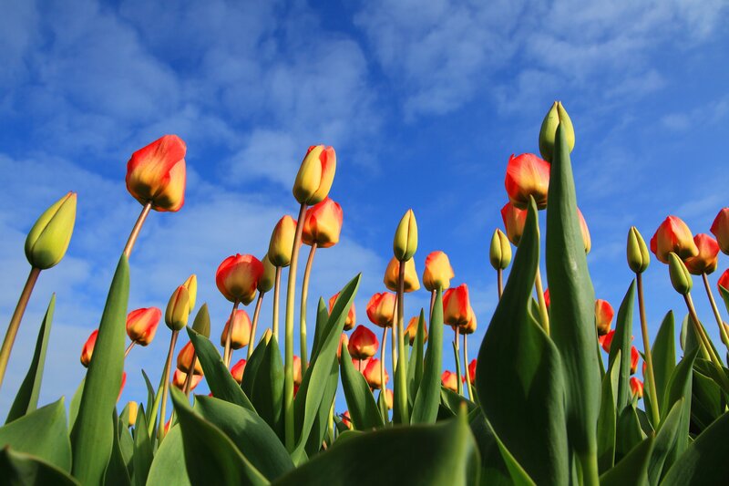 Tulip Flowers in Field — Blue, Serene
