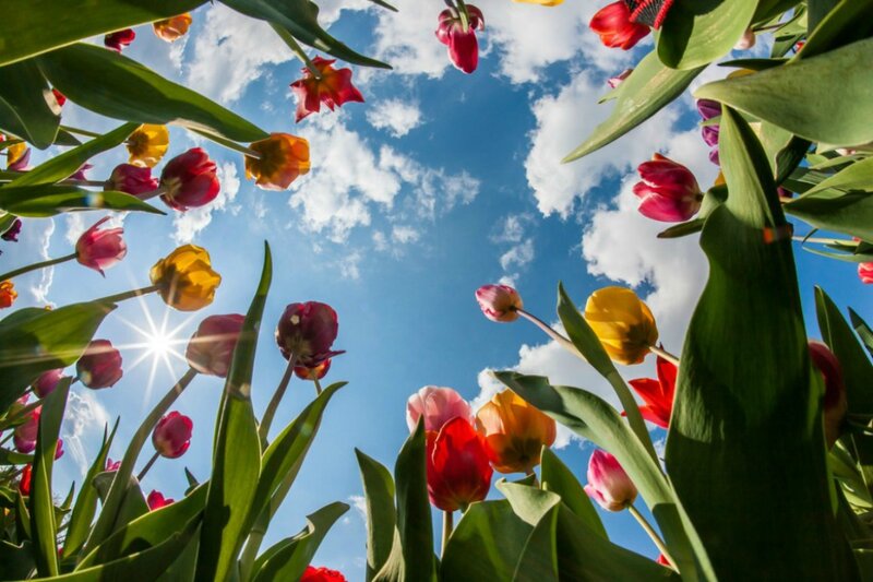 Tulip Flowers in Field — Blue