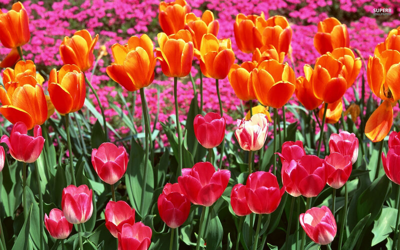 Tulip Flowers in Field — Orange