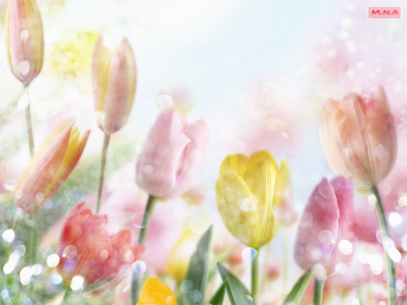 Tulip Flowers in Field — Pink, Serene, Spring, Photograph, Sunlight