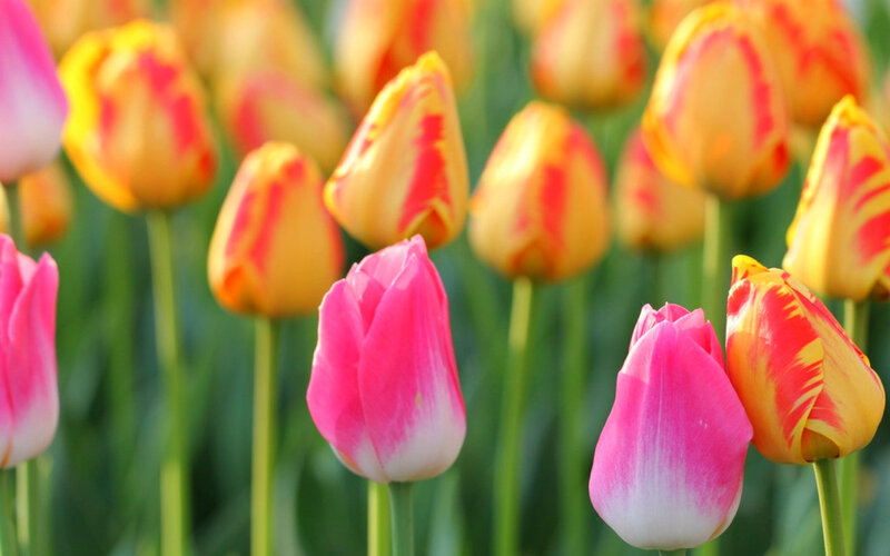 Tulip Flowers in Field — Pink, Serene, Spring