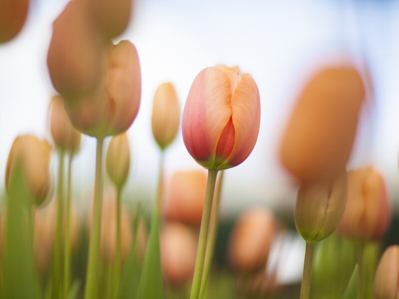 Tulip Flowers in Field — Pink, Serene