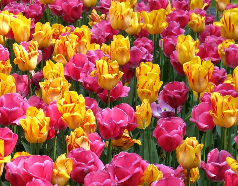 Tulip Flowers in Field — Pink, Vibrant, Spring