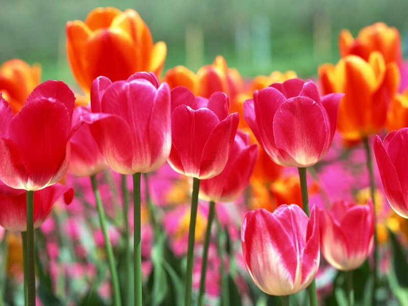 Tulip Flowers in Field — Pink, Vibrant