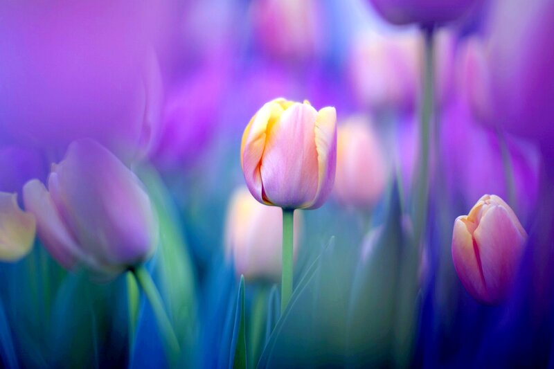 Tulip Flowers in Field — Purple, Serene, Spring