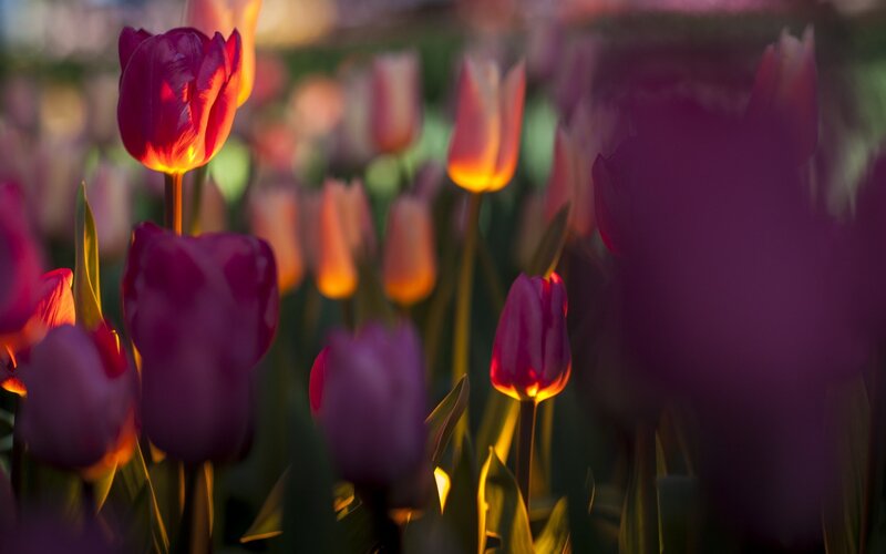 Tulip Flowers in Field — Purple, Serene, Sunset
