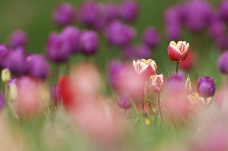 Tulip Flowers in Field — Purple, Serene
