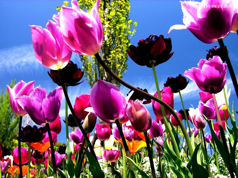 Tulip Flowers in Field — Purple, Vibrant
