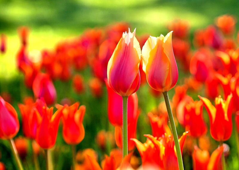 Tulip Flowers in Field — Red, Bright, Spring