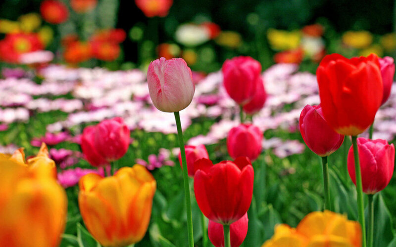 Tulip Flowers in Field — Red, Serene