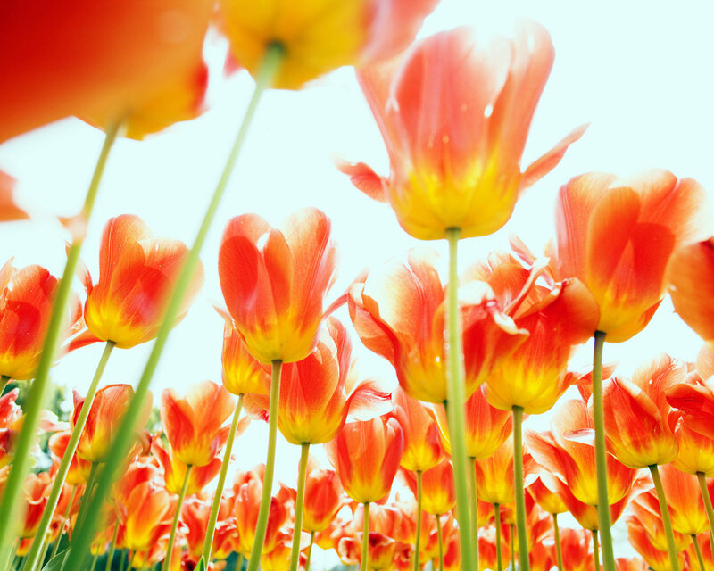 Tulip Flowers in Field — Red