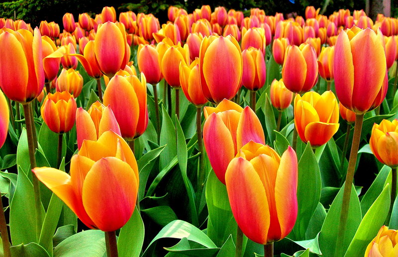 Tulip Flowers in Field — Red, Vibrant, Spring, Photograph