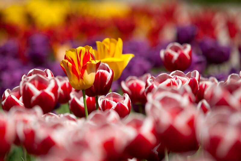 Tulip Flowers in Field — Red, Vibrant, Spring