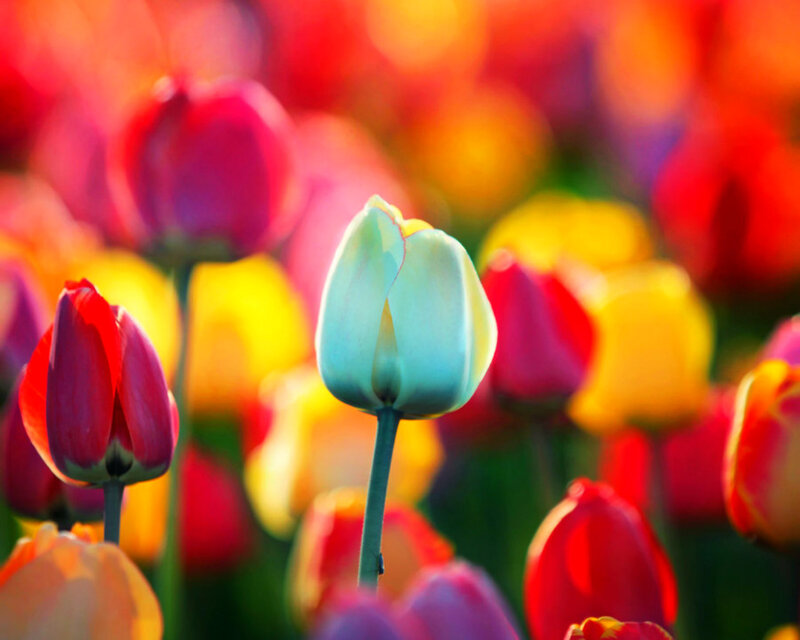 Tulip Flowers in Field — Red, Vibrant