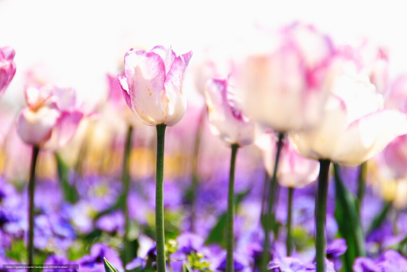 Tulip Flowers in Field — White