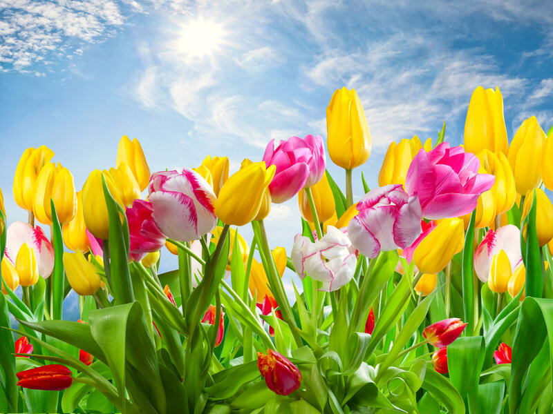Tulip Flowers in Field — Yellow, Bright, Afternoon, Photograph