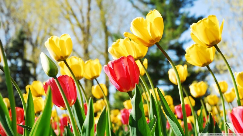 Tulip Flowers in Field — Yellow, Bright, Spring, Photograph