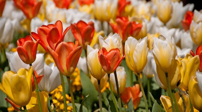 Tulip Flowers in Field — Yellow, Bright, Spring