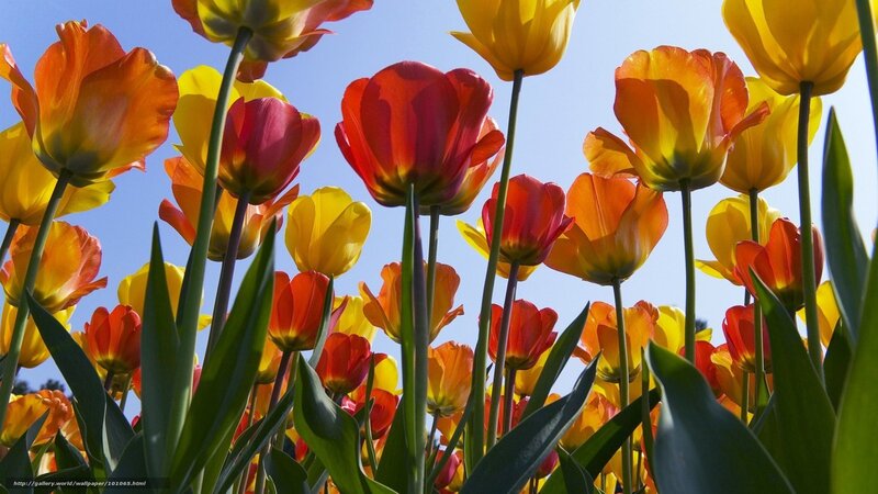 Tulip Flowers in Field — Yellow, Bright
