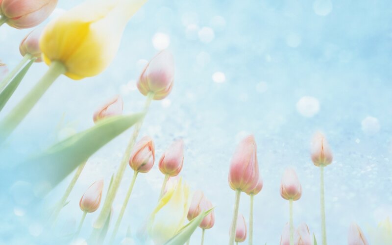 Tulip Flowers in Field — Yellow, Serene, Spring