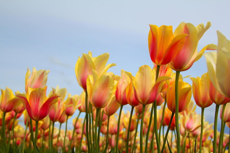 Tulip Flowers in Field — Yellow, Serene