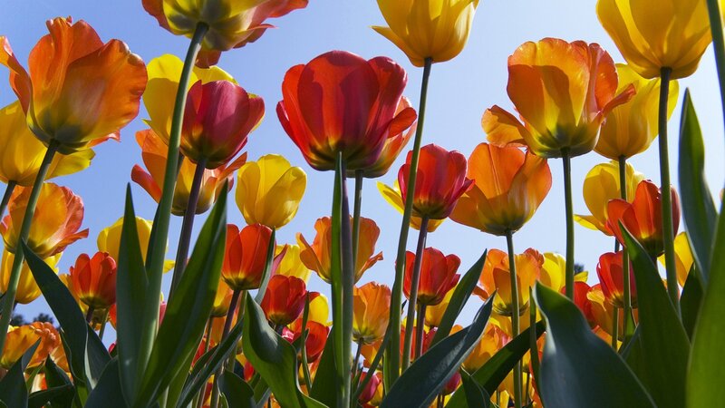 Tulip Flowers in Field — Yellow