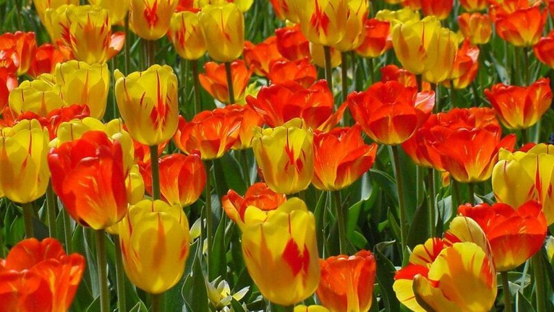 Tulip Flowers in Field — Yellow, Vibrant, Spring, Photograph, Green Stems