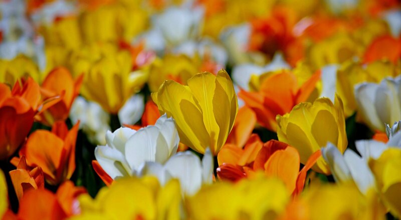Tulip Flowers in Field — Yellow, Vibrant, Spring, Photograph, White