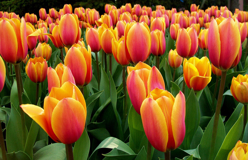 Tulip Flowers in Field — Yellow, Vibrant, Spring