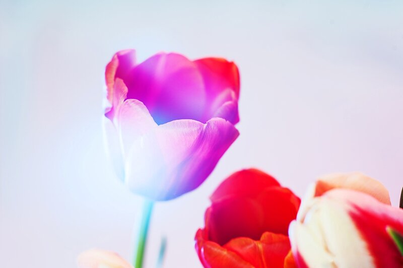 Tulip Flowers in Focus