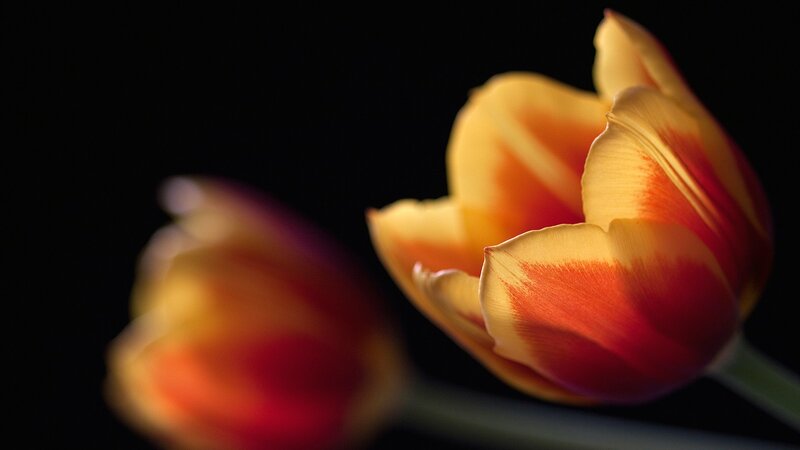 Tulip Flowers in Focus — Yellow, Dramatic