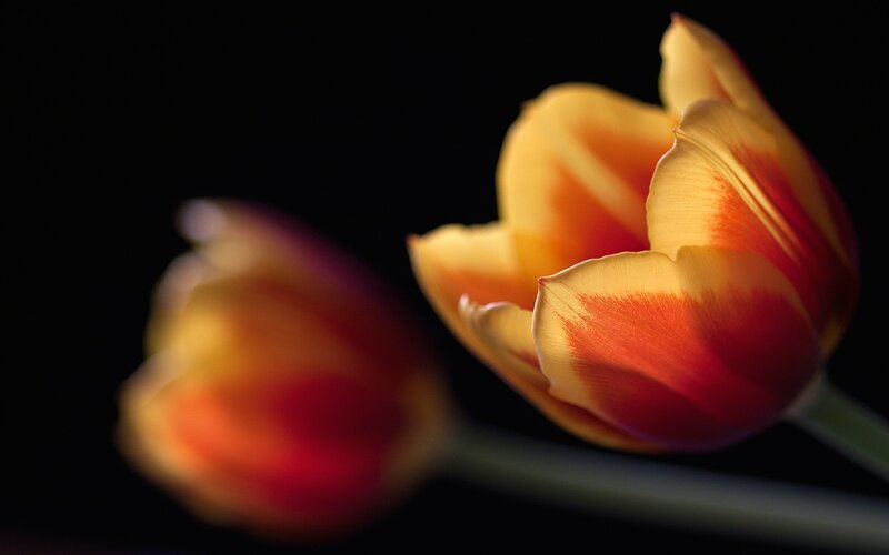 Tulip Flowers in Focus — Yellow