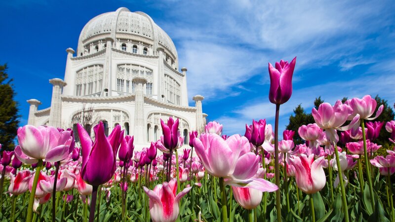 Tulip Flowers in Front of Temple