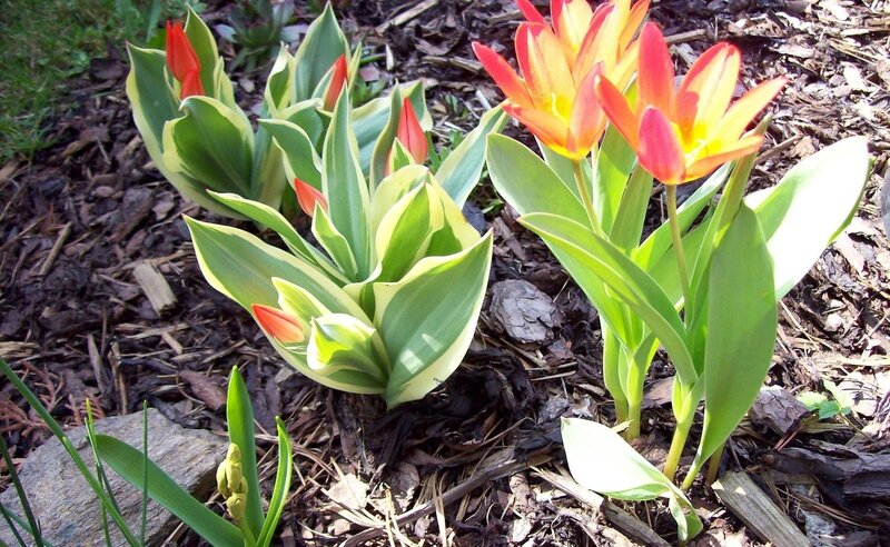 Tulip Flowers in Garden — Green