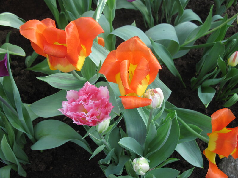 Tulip Flowers in Garden — Orange, Calm