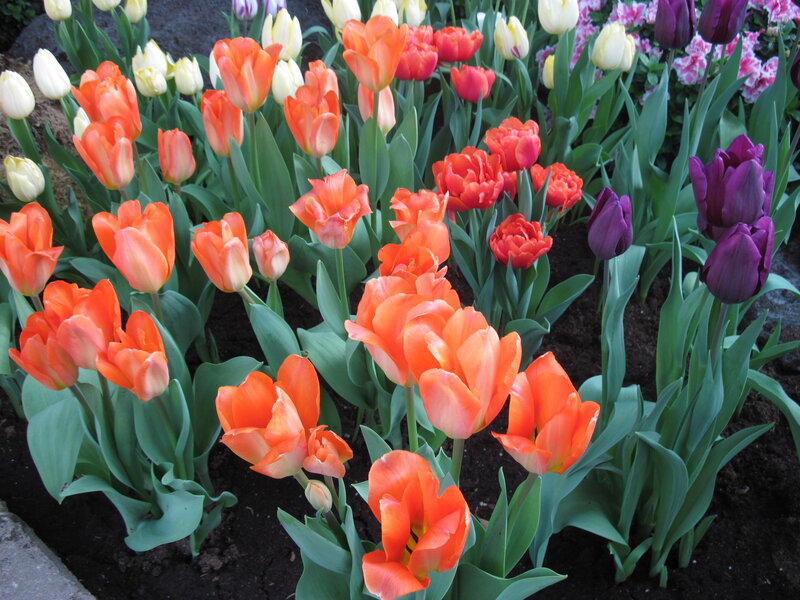 Tulip Flowers in Garden — Orange, Colorful