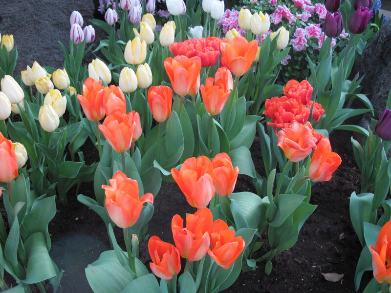 Tulip Flowers in Garden — Orange