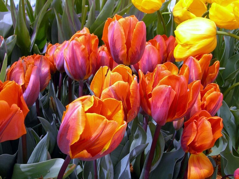 Tulip Flowers in Garden — Orange, Vibrant