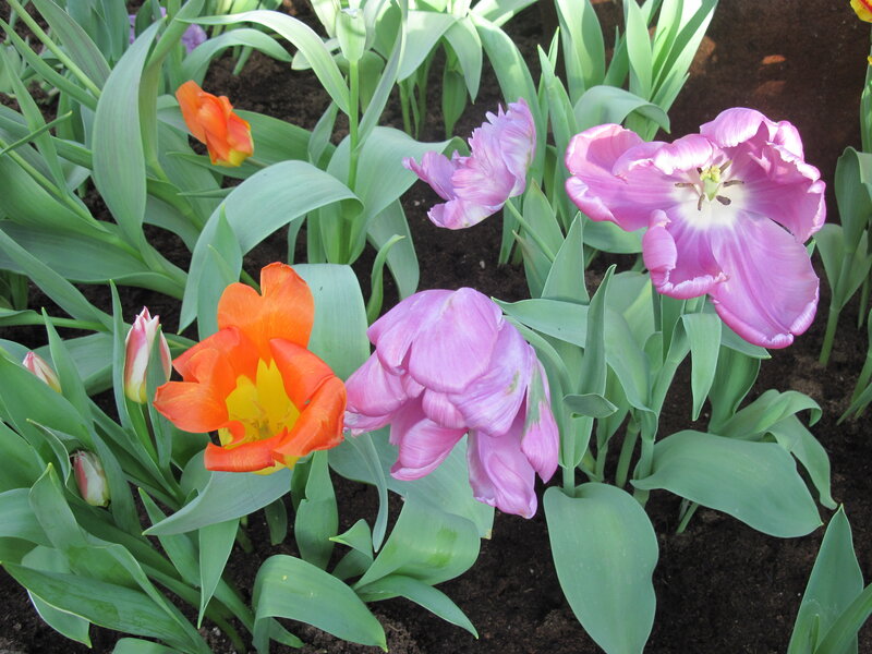 Tulip Flowers in Garden — Pink, Calm