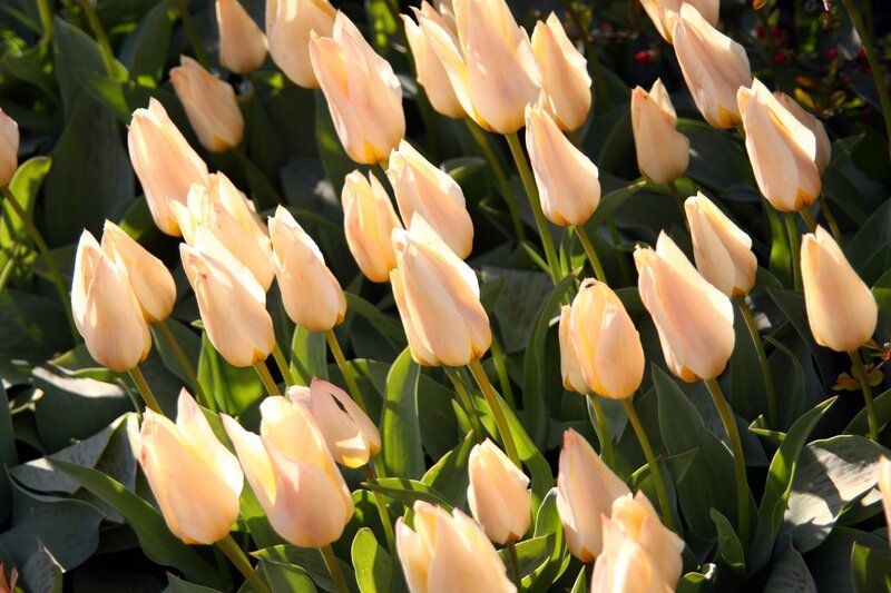 Tulip Flowers in Garden — Pink, Serene, Afternoon