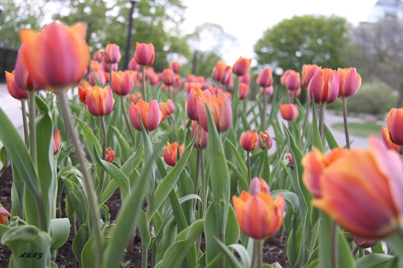 Tulip Flowers in Garden — Pink, Serene, Spring, Photograph