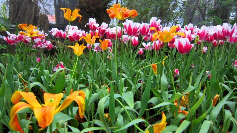 Tulip Flowers in Garden — Pink, Serene, Spring