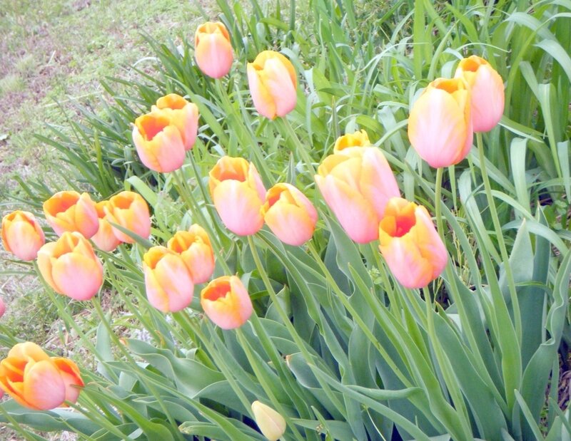 Tulip Flowers in Garden — Pink, Serene