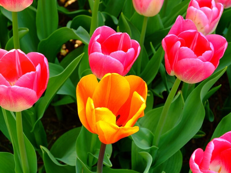 Tulip Flowers in Garden — Pink